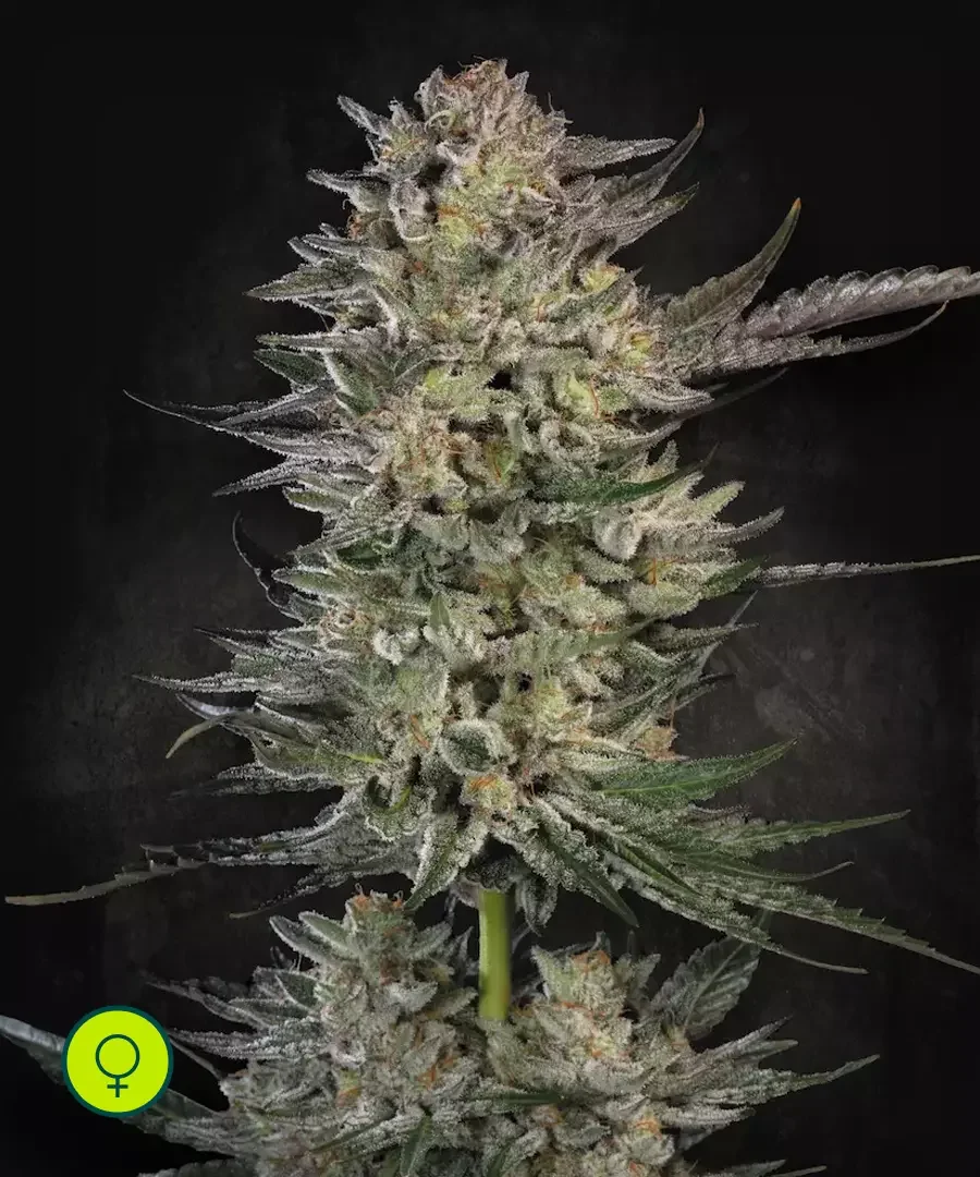 Candy Breath