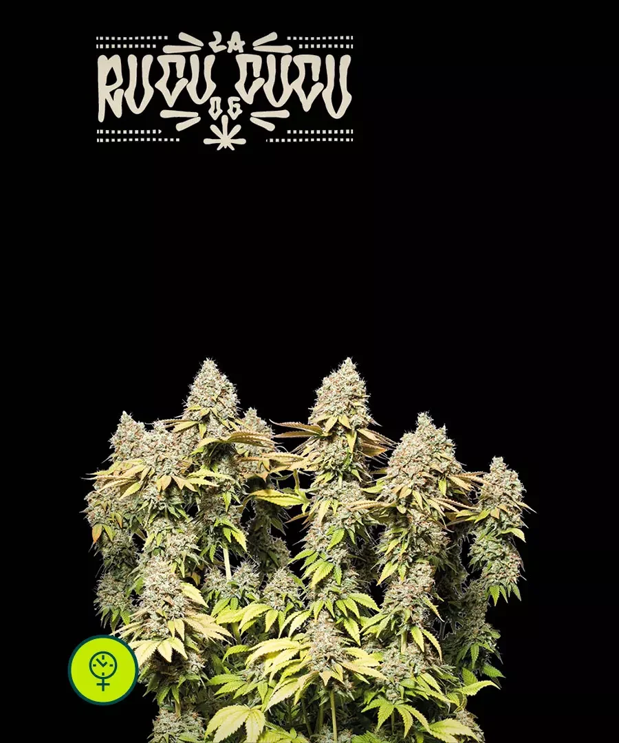 Rucu Cucu Og