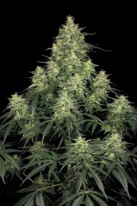 Atomical Haze 4