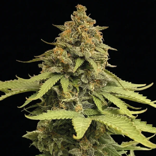 Ak 47