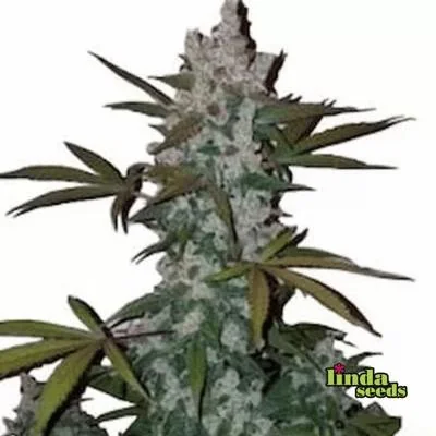 Cookies 5