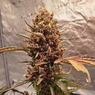 Tropicana Cookies 3