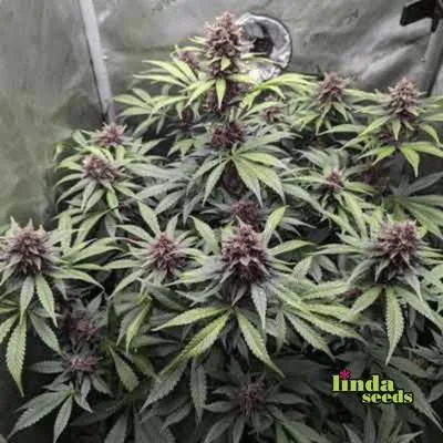 Purple Haze 2