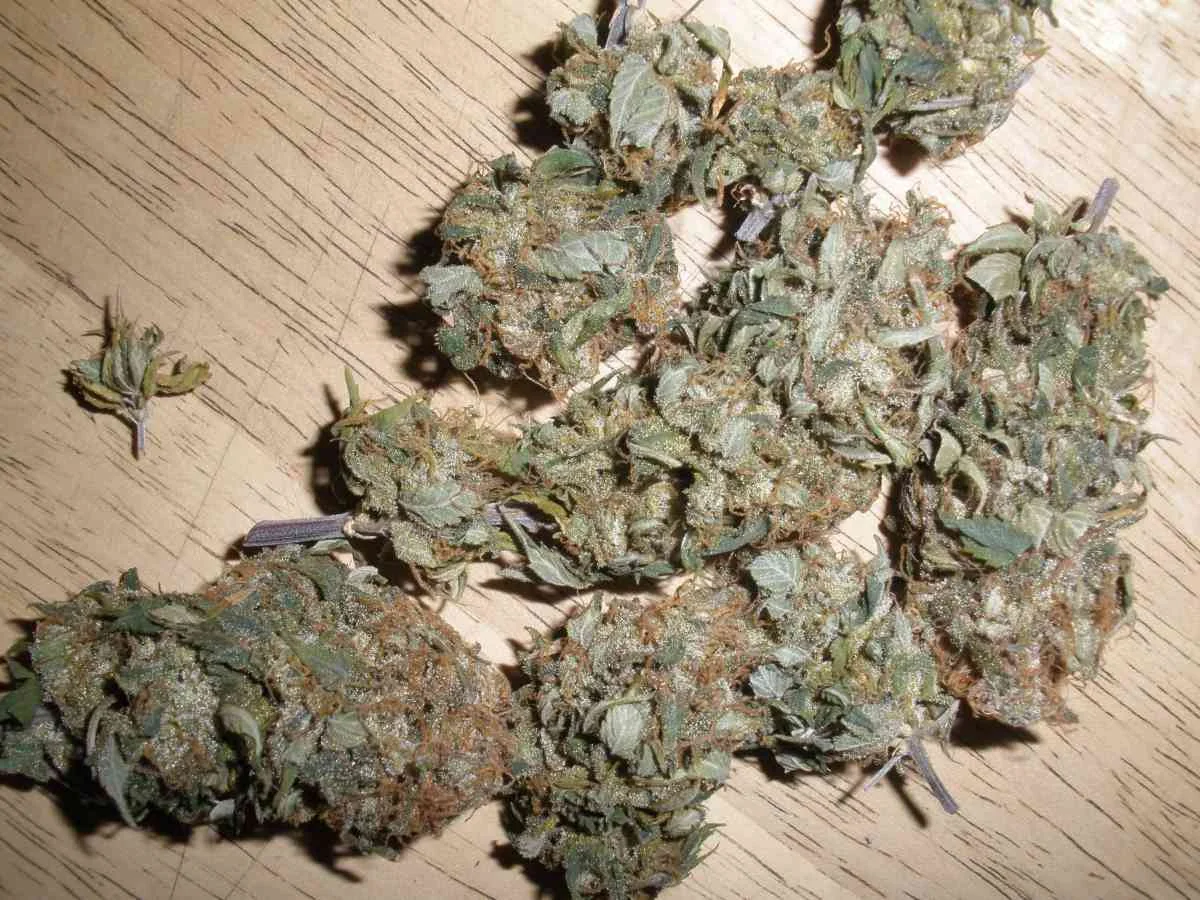 Afghan Kush 4