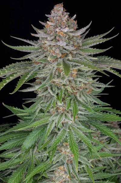 Strawberry Pie
