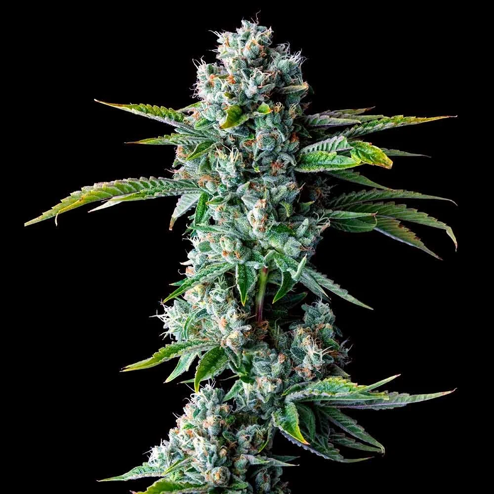 Walker Kush