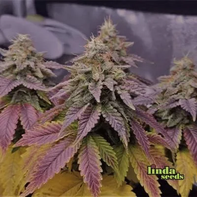 Sweet Cherry Pie