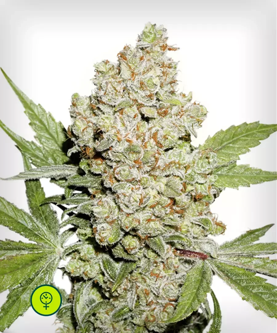 Lemon Kix