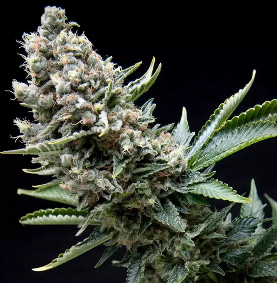 Black Cherry Punch