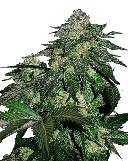 Mandarine Violet 2
