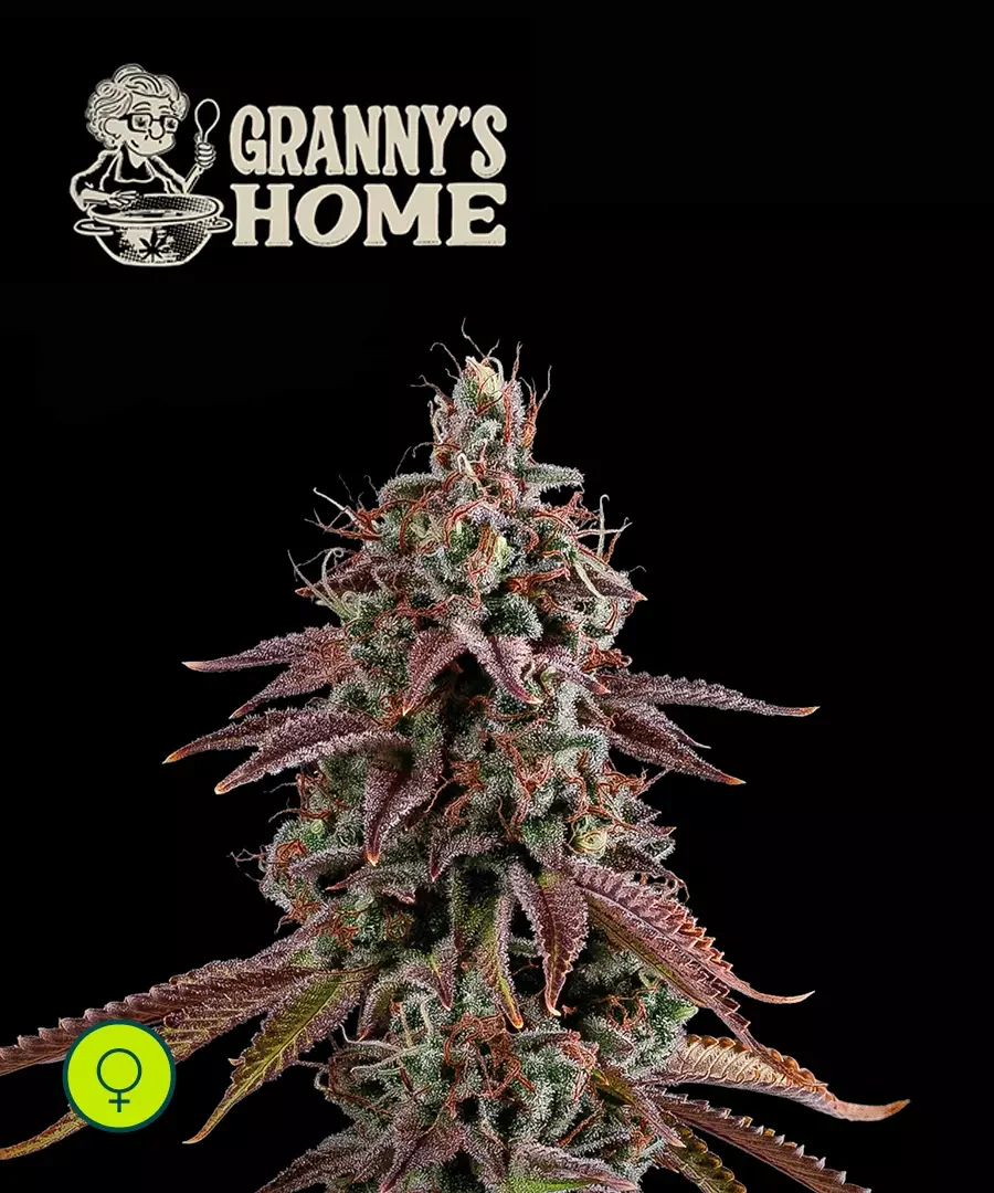 Granny S Home