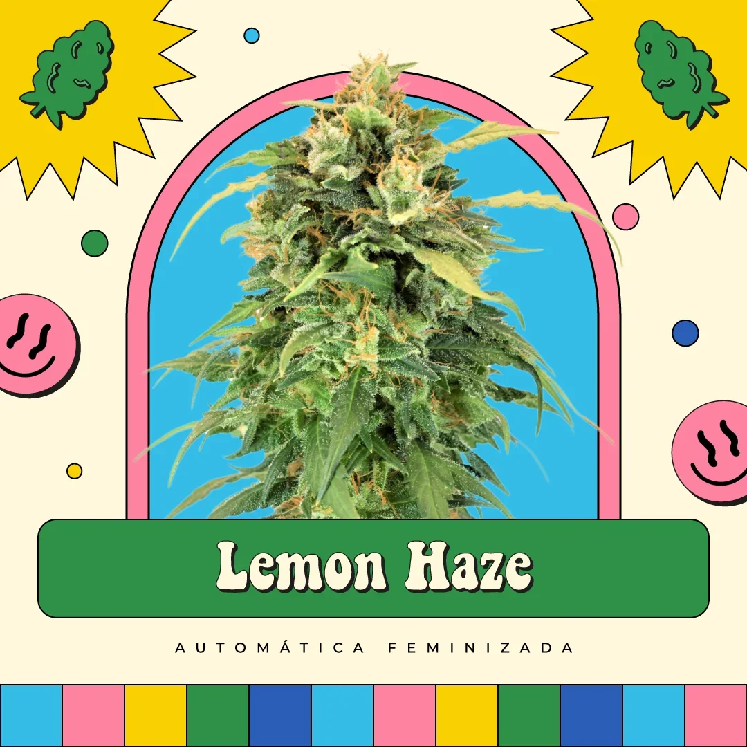 Lemon Haze 3