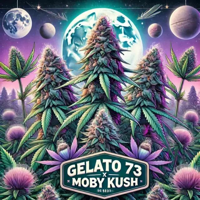 Gelato Moby Kush
