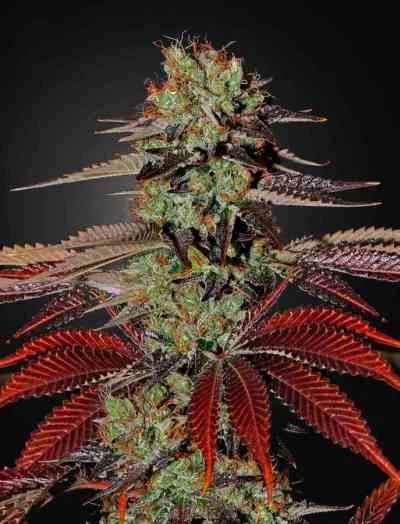 King S Kush
