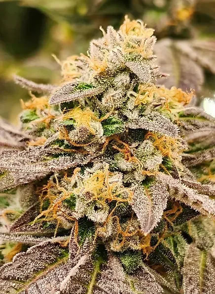 Sour Lime Sherbet 3