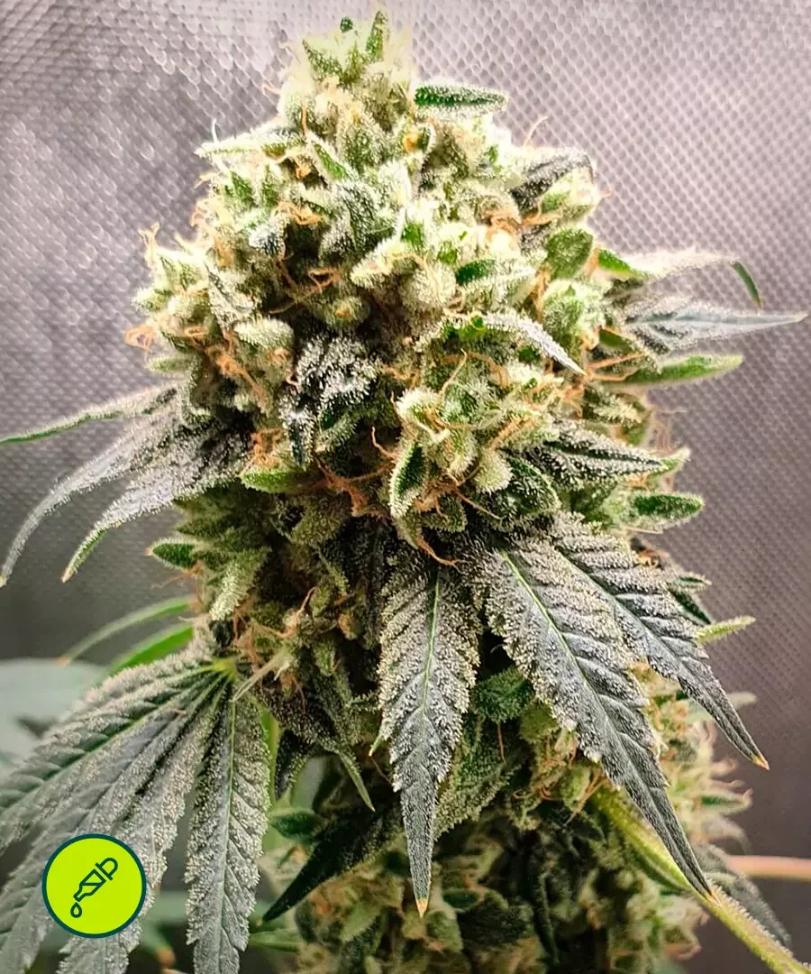 Superfruit Cbd