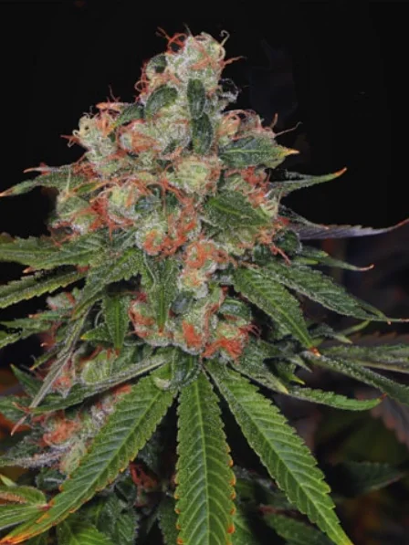 Jamaican Og