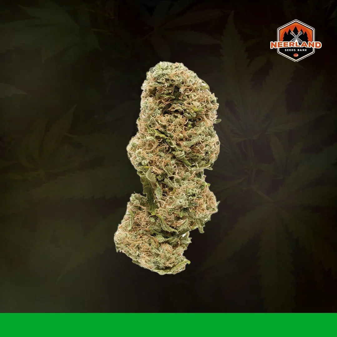 Xxl Critical
