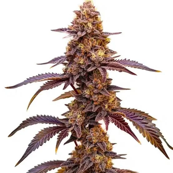 Red Skunk