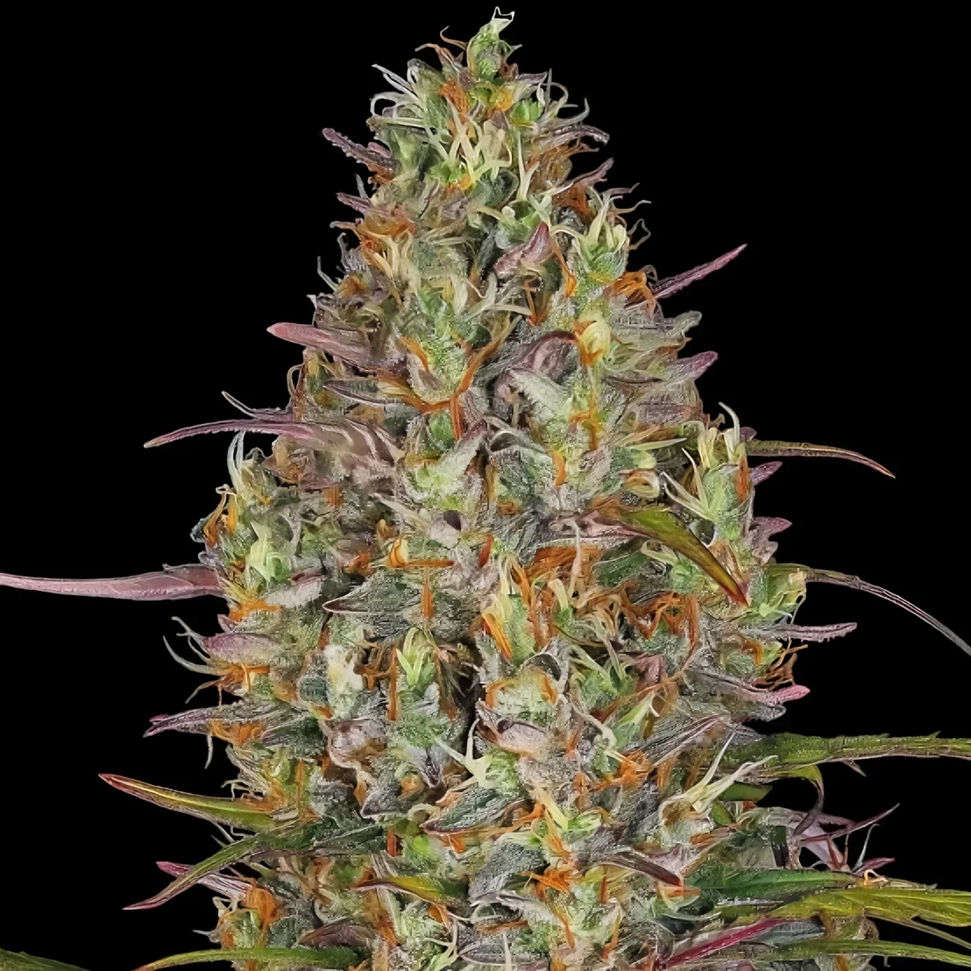 Gelato Glue