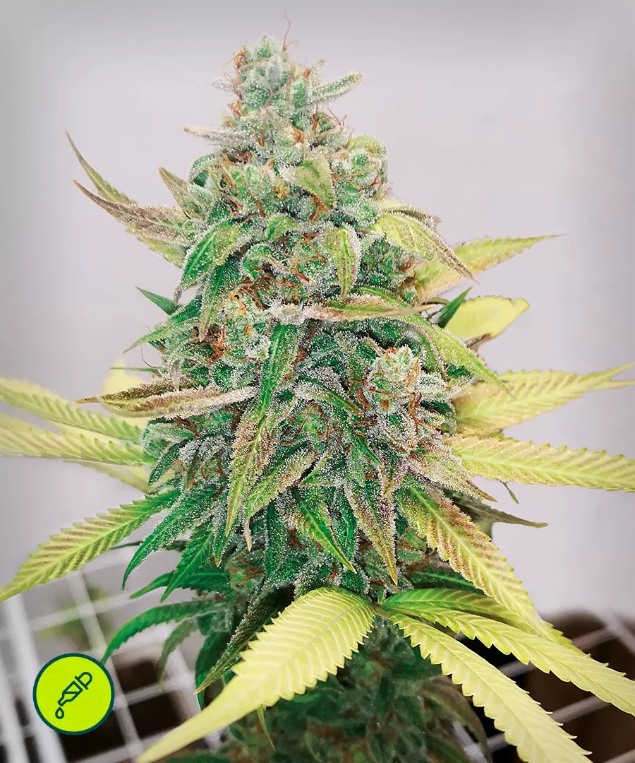 Strawberry Cbd