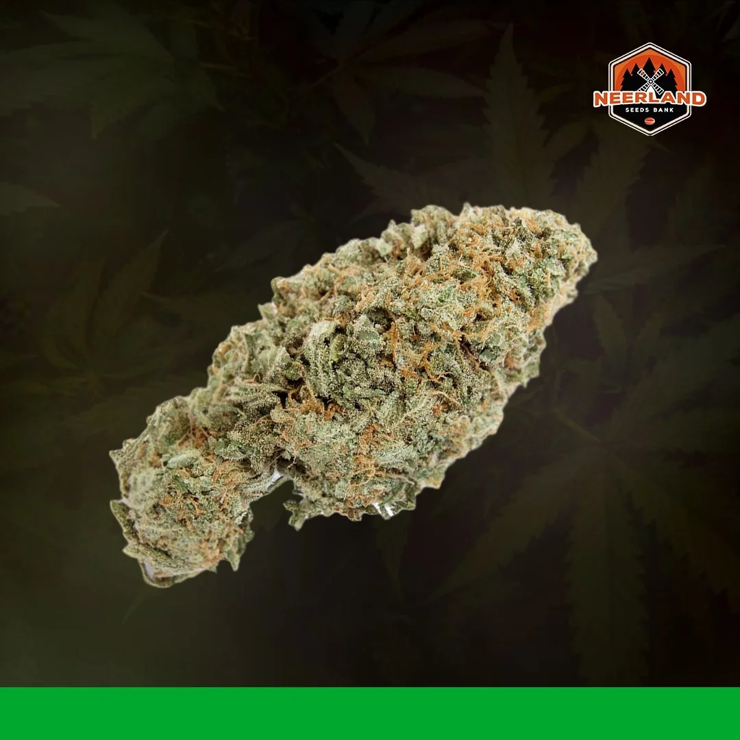 London Cheese Kush 5