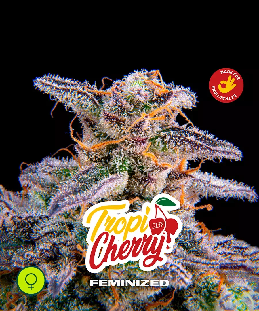 Tropicherry