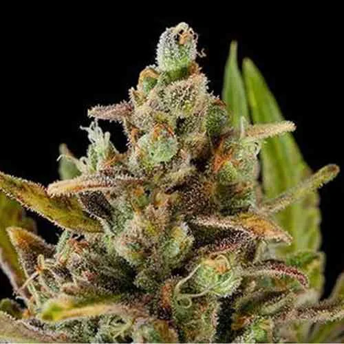 Critical Kush 2