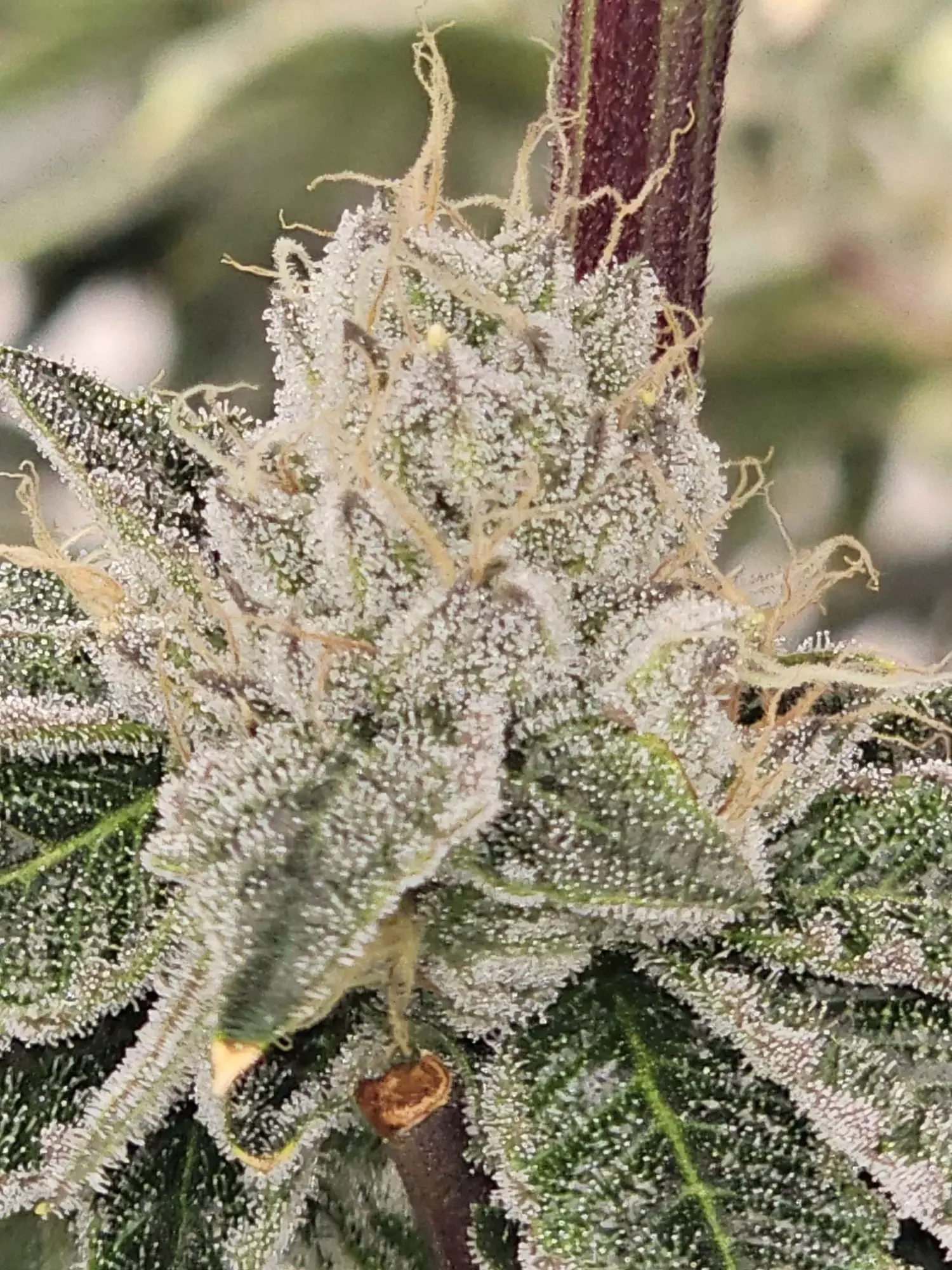 Club Kush 5