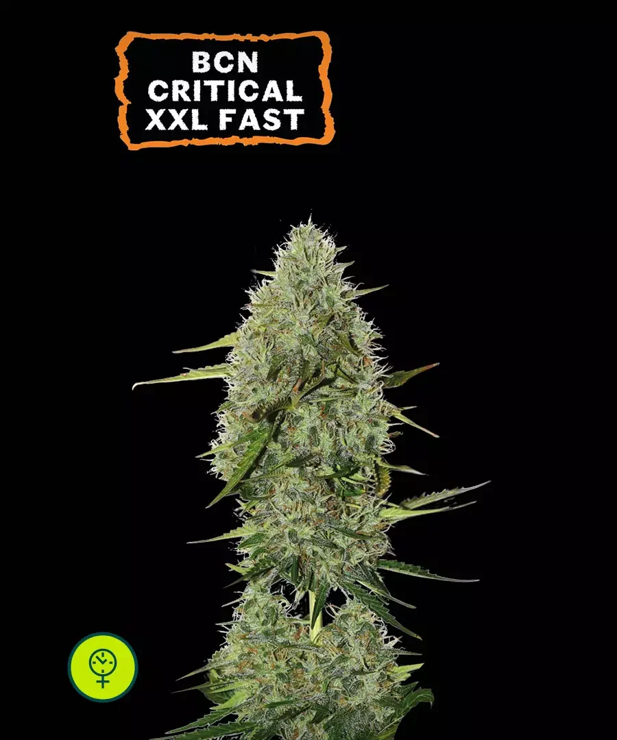 Bcn Critical Xxl