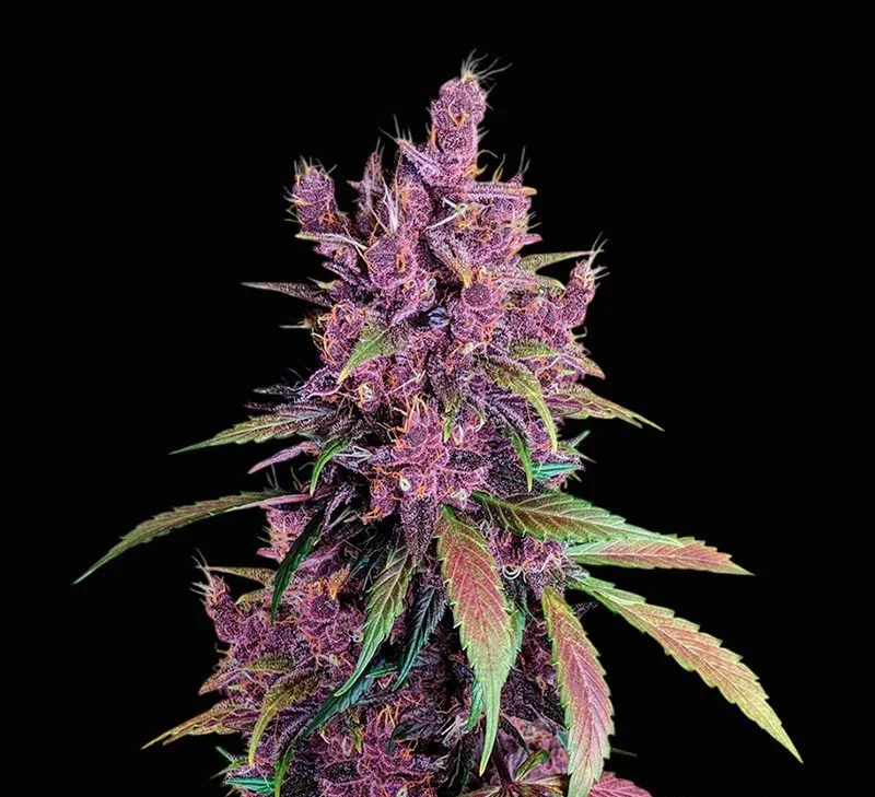 Black Cherry Punch