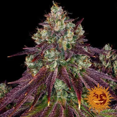 Mimosa Evo 4