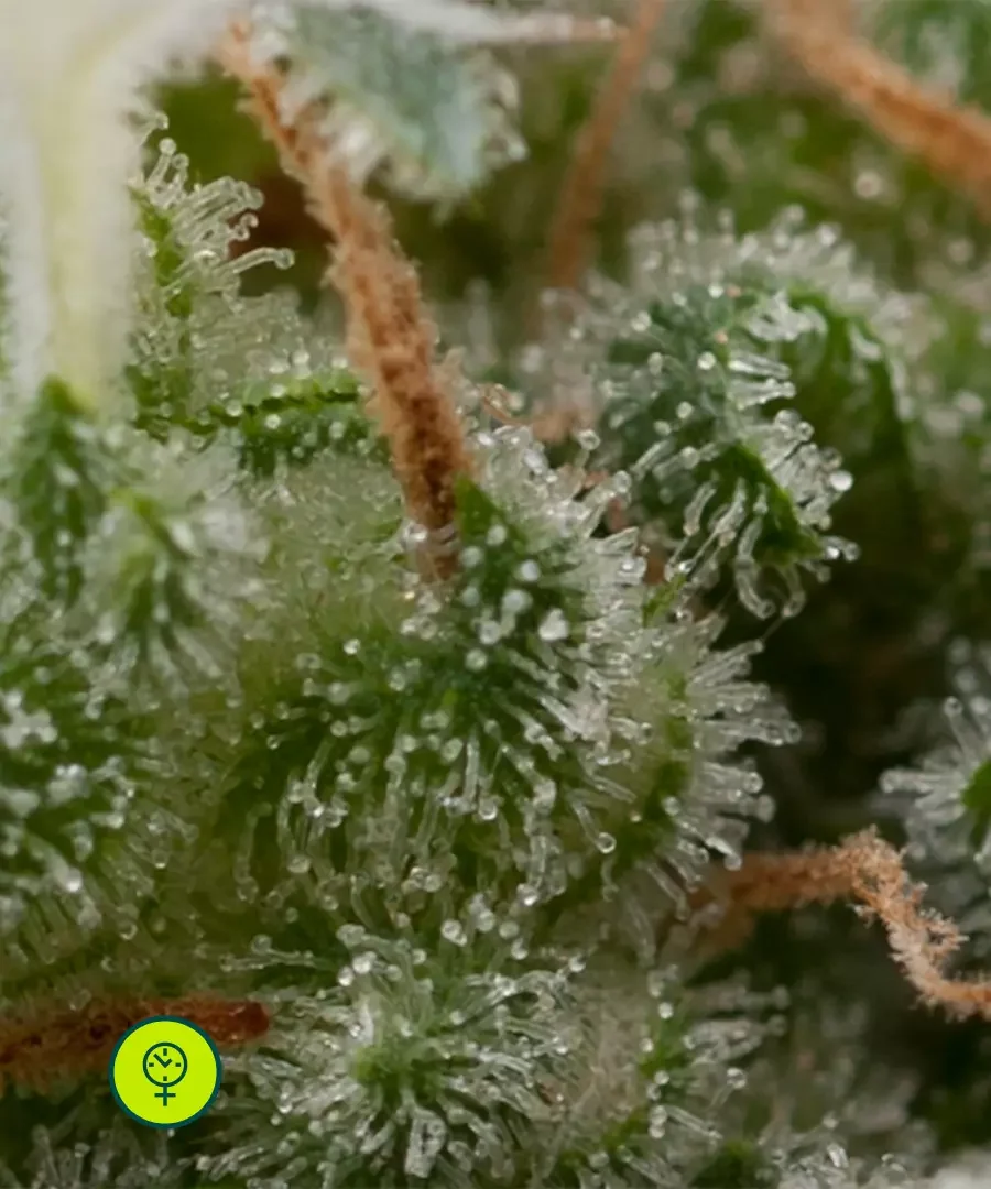 Super Hash