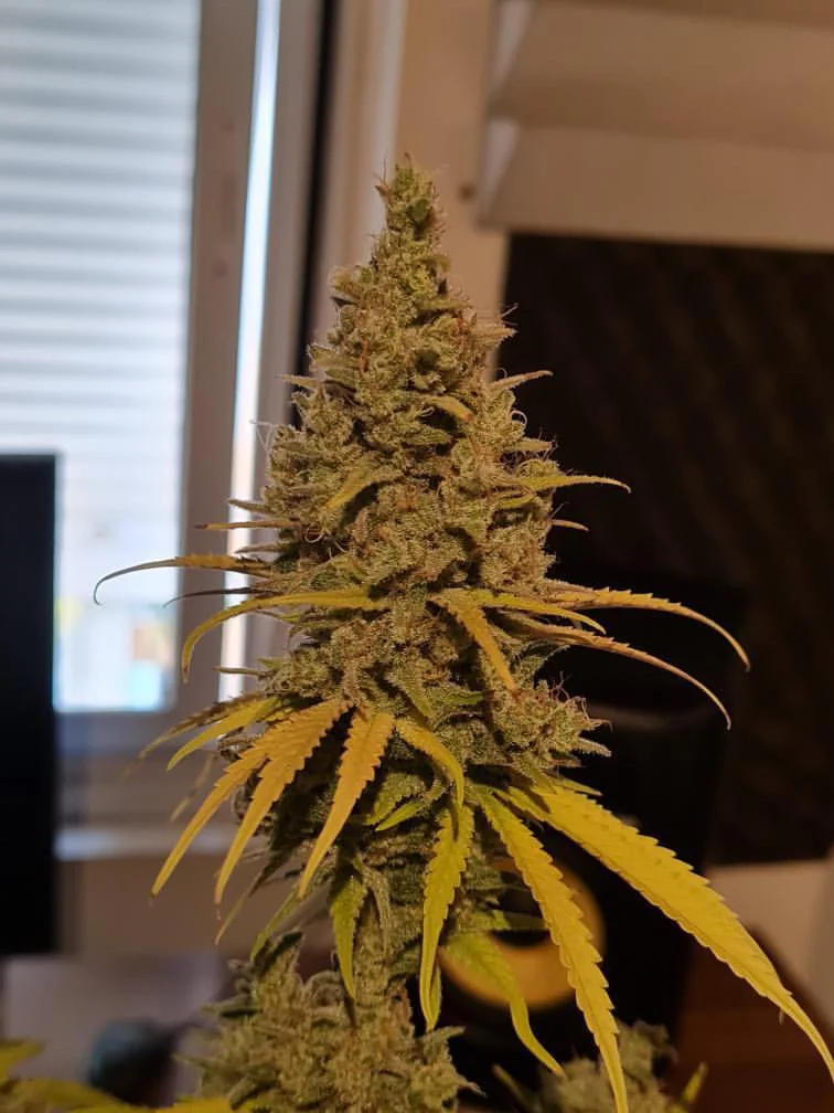 Ak 47