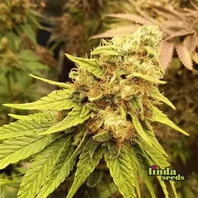 Amnesia Lemon 3