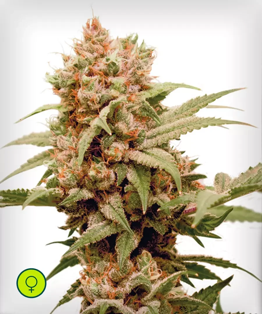 Cbg Force 2