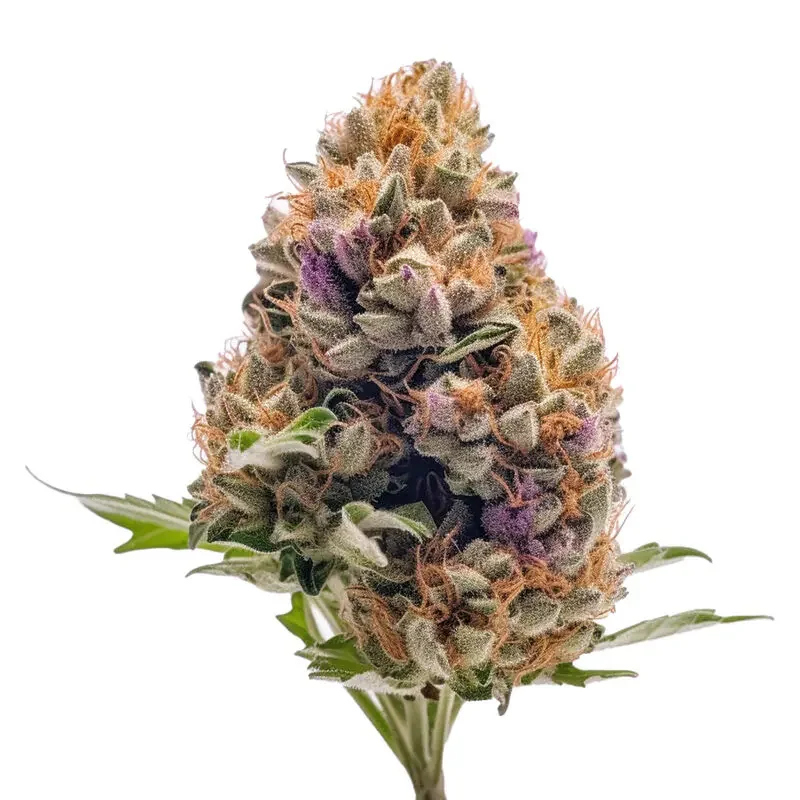 Gelato 44