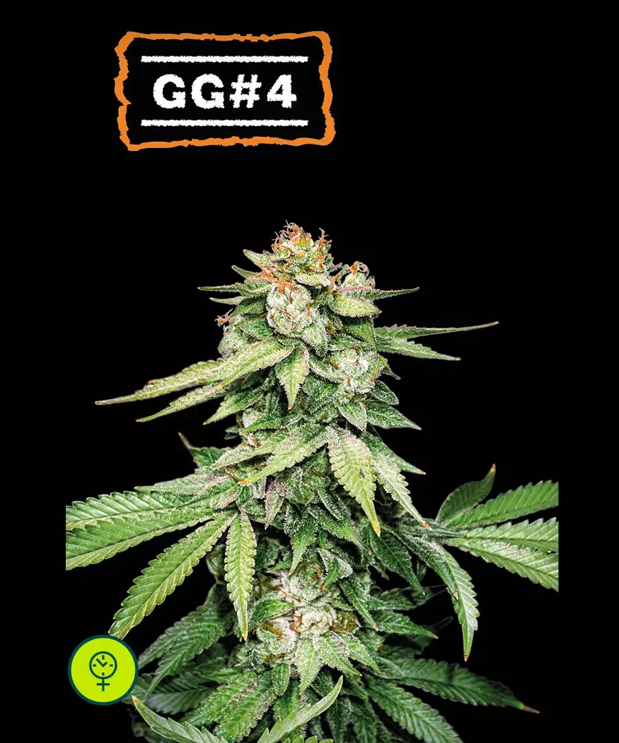 Gg 48
