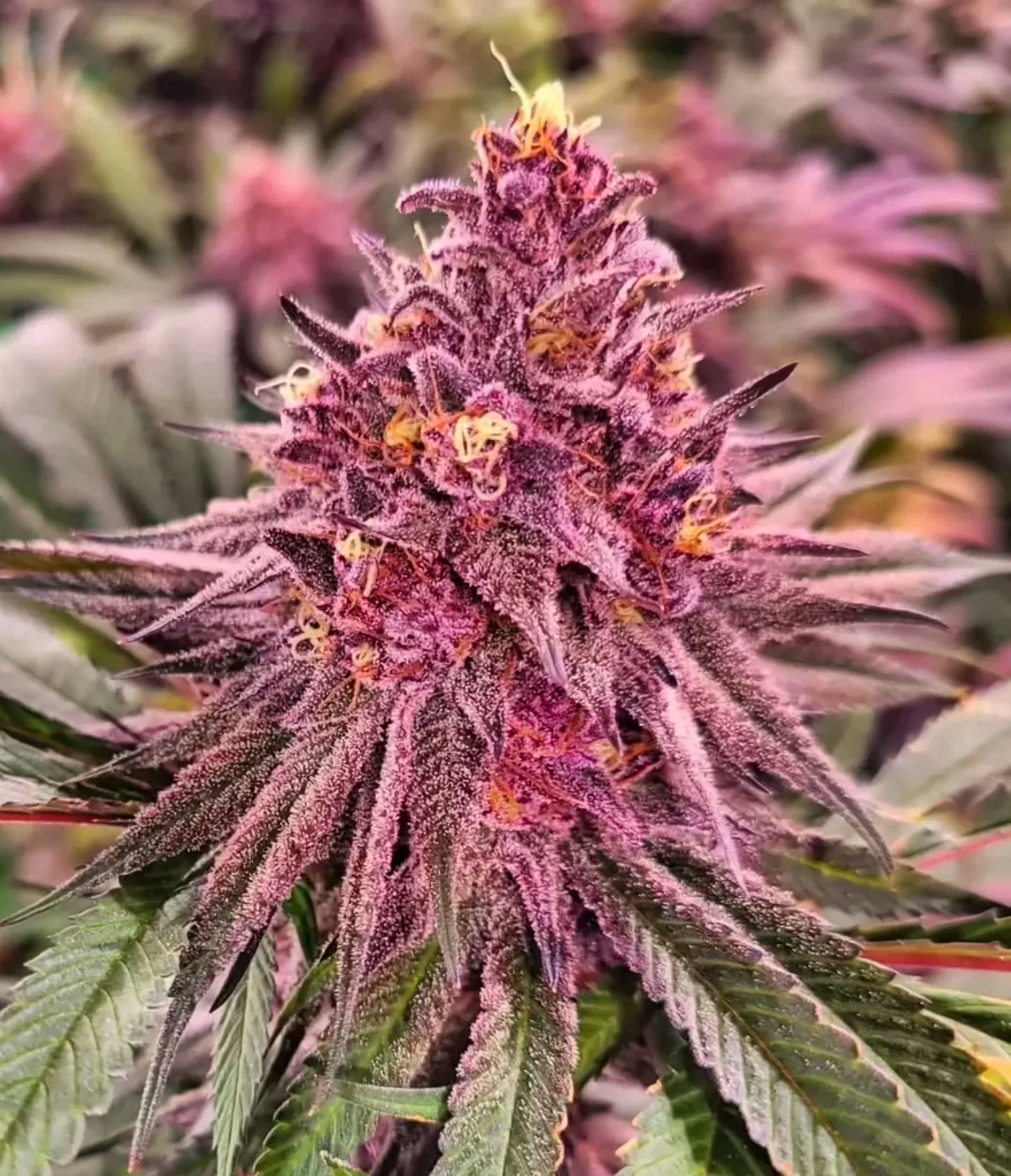 Pink Honey