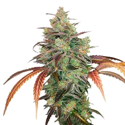 Elixir Vitae Cbd