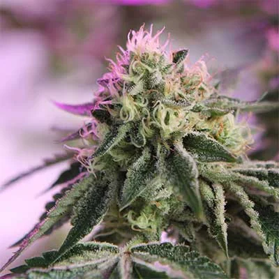 Rs11 X Banana Og