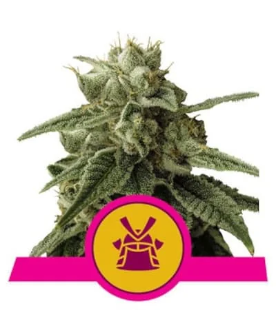 Shogun