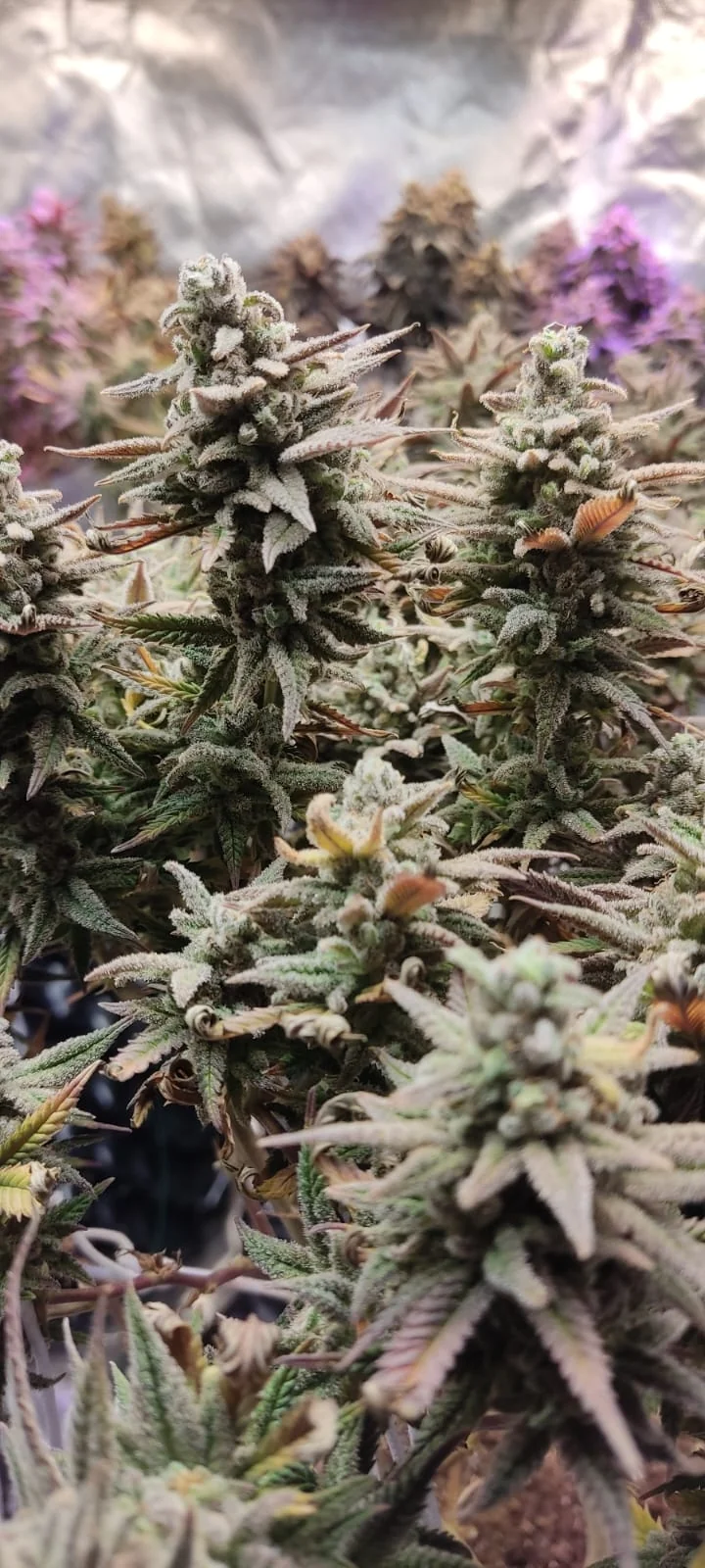 Matanuska Tf Cbd