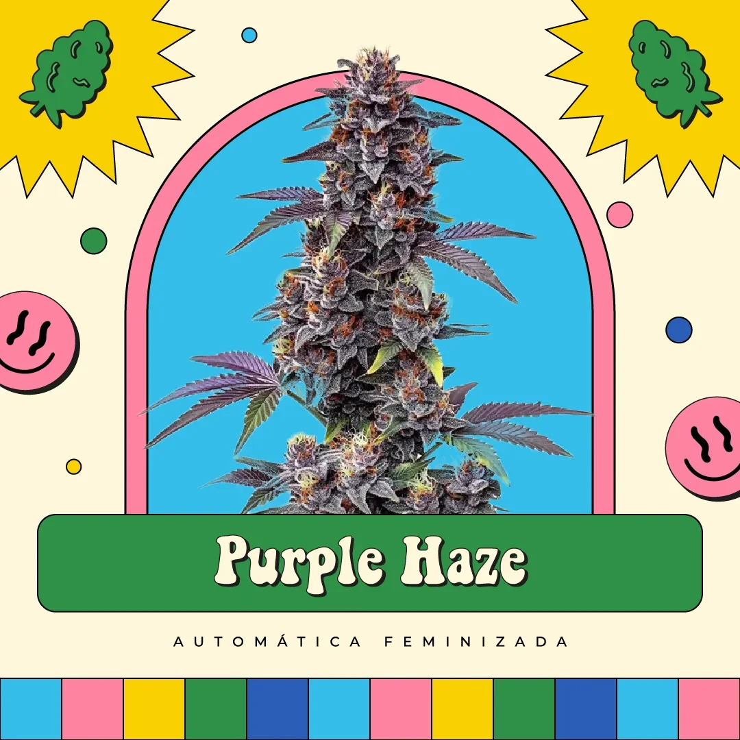 Purple Haze