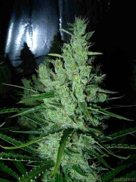 Super Silver Haze 5