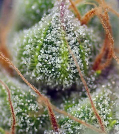 Crystal Candy 4