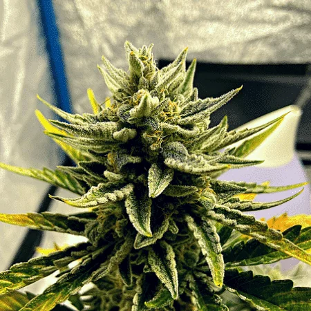 Grappe Tangie 3