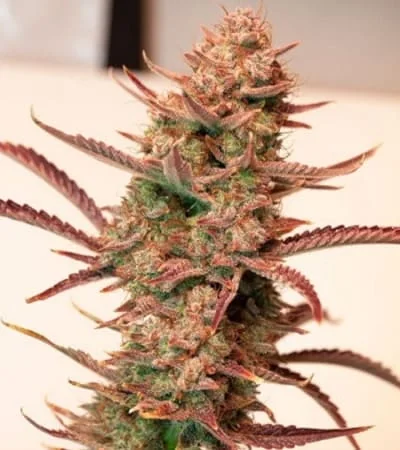 Banana Blaze 4