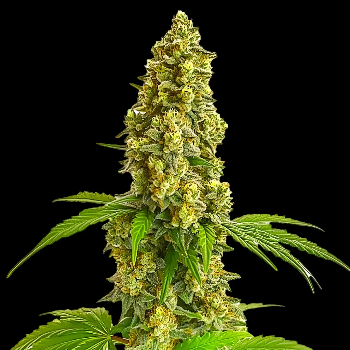 Lemon Haze