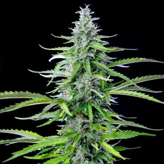 Royal Cookies